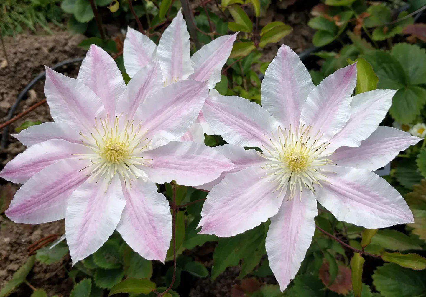 Clematis Vancouver Cotton Candy - Image 2