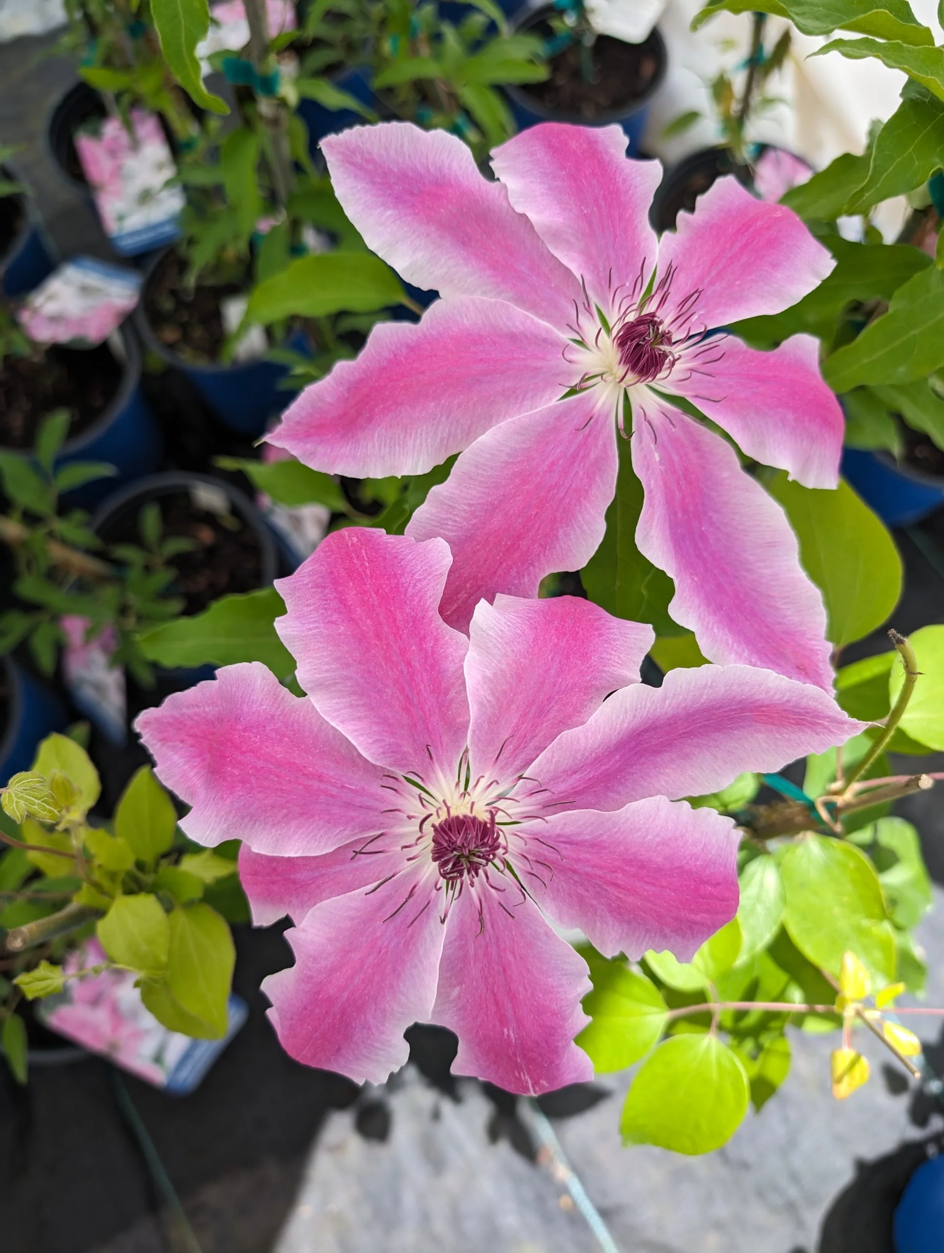 Clematis Vancouver Mystic Gem - Image 2