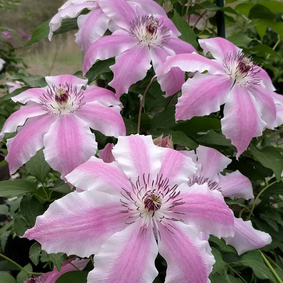 Clematis Vancouver Mystic Gem - Image 3