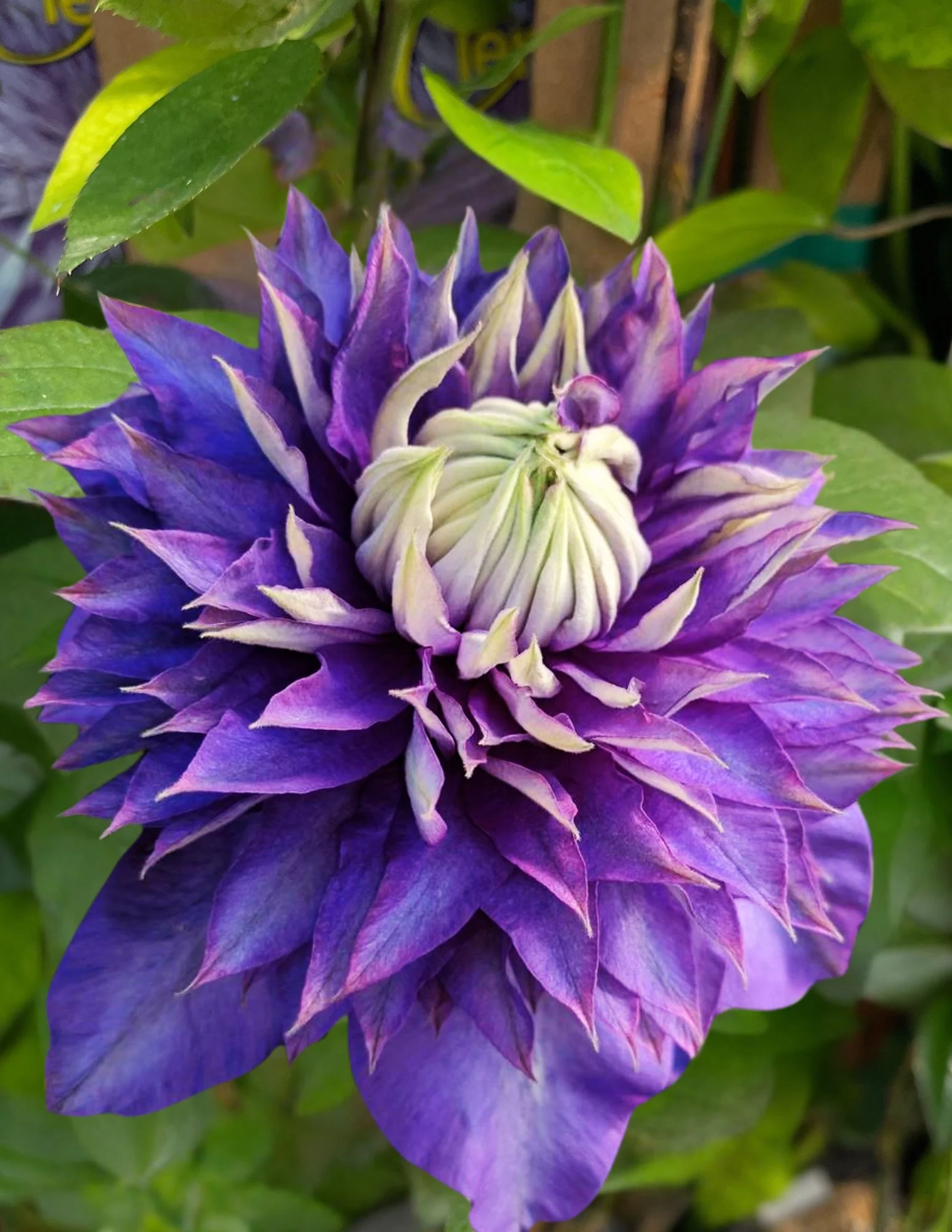 Clematis Vancouver Blue Lion