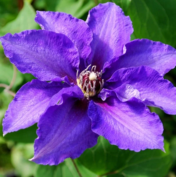 Clematis Vancouver Danielle