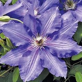 Clematis Vancouver Danielle - Image 2