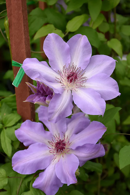 Clematis Vancouver Daybreak - Image 2