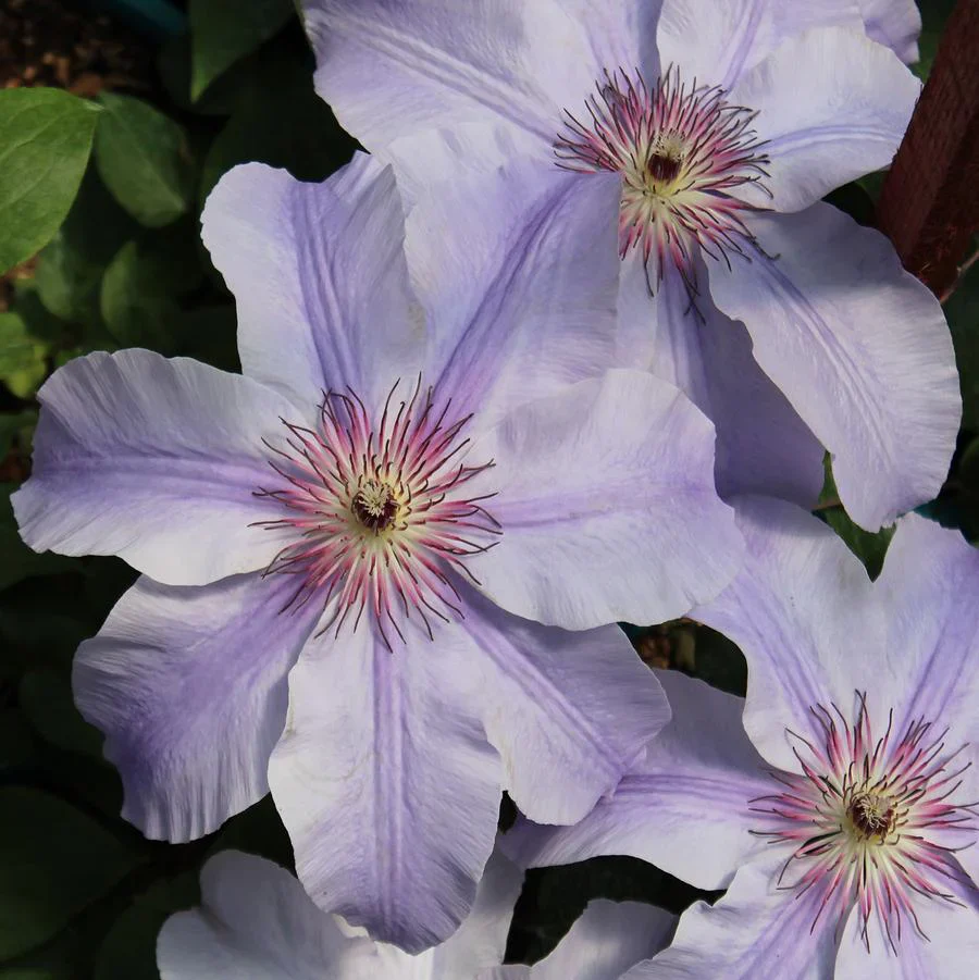Clematis Vancouver Deborah Dahl - Image 2
