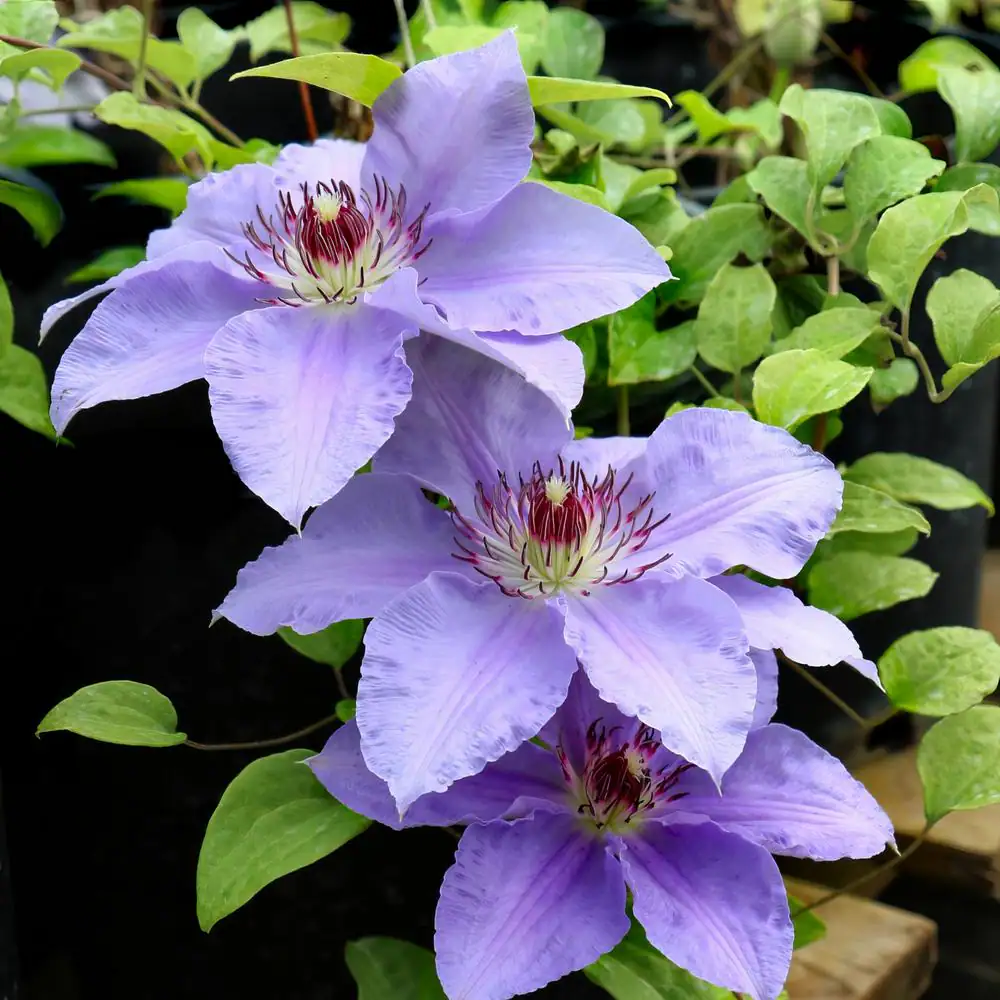 Clematis Vancouver Sea Breeze - Image 2