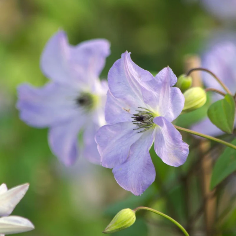 Clematis Vancouver Sea Breeze - Image 3