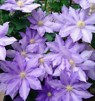 Clematis Vancouver Sea Breeze - Image 4