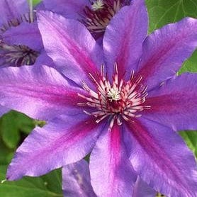 Clematis Vancouver Starry Night - Image 2
