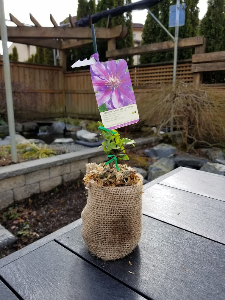 Clematis Vancouver Starry Night - Image 3