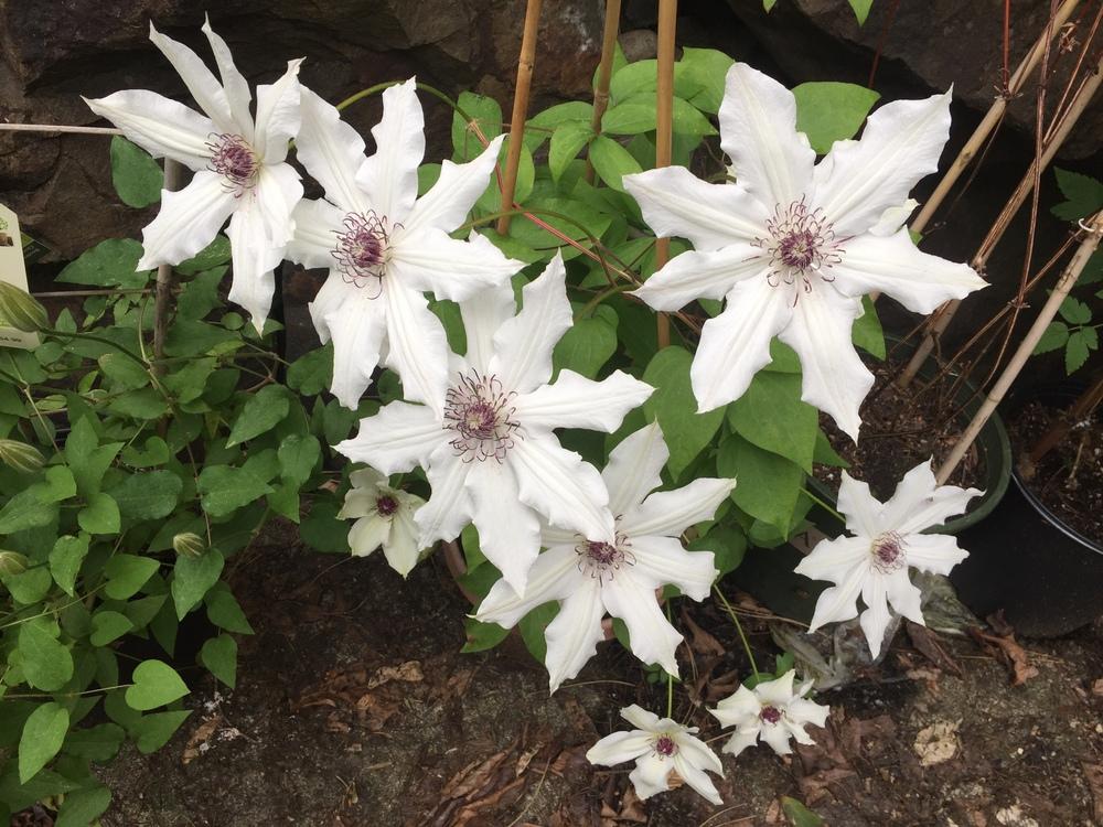 Clematis Vancouver Fragrant Star - Image 2