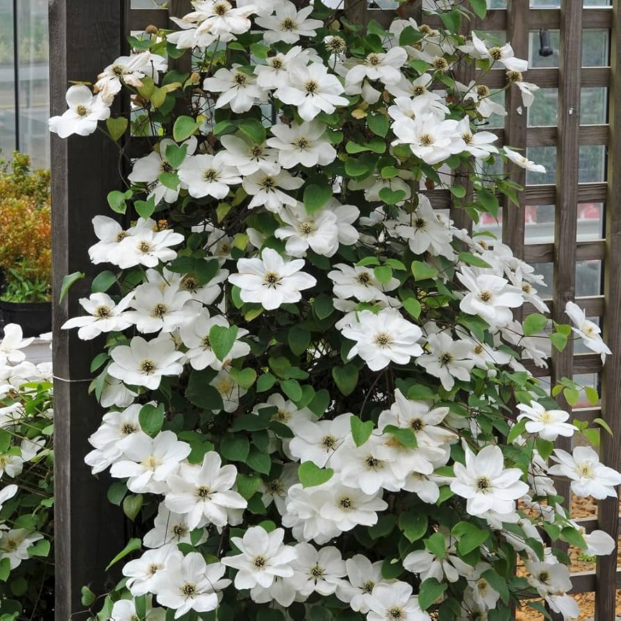 Clematis Vancouver Fragrant Star - Image 3