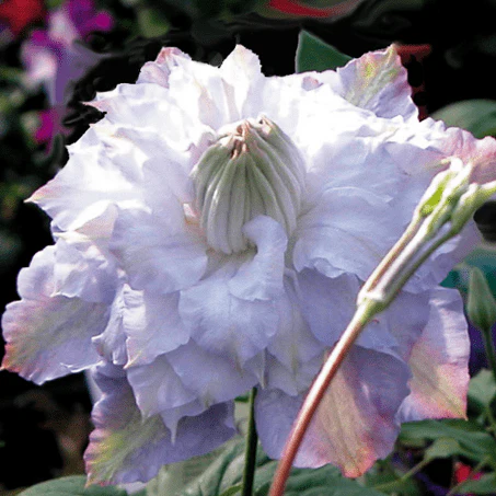 Clematis Veronica Choice