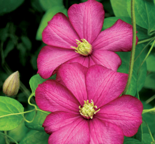 Clematis Ville De Lyon - Image 2