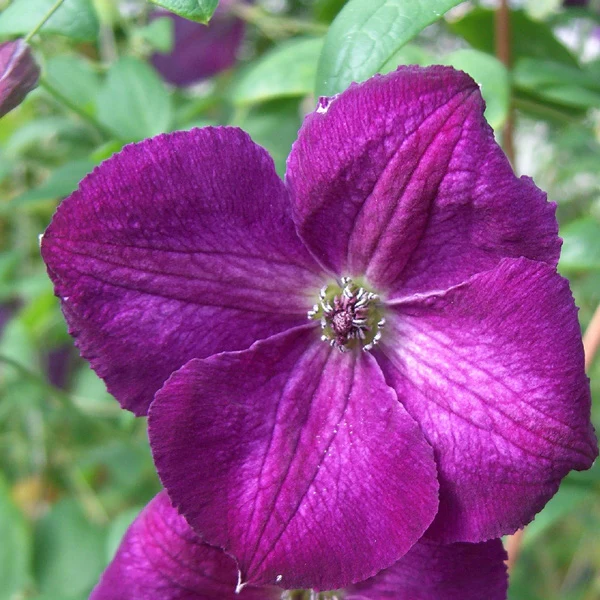 Clematis viticella Royal Velours