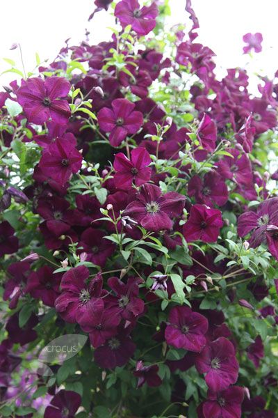 Clematis viticella Royal Velours - Image 2