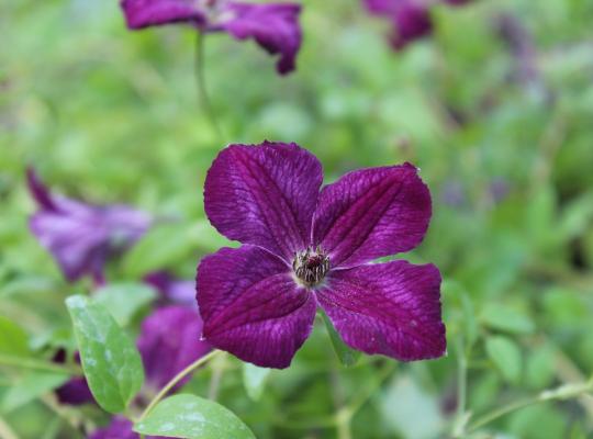 Clematis viticella Royal Velours - Image 3