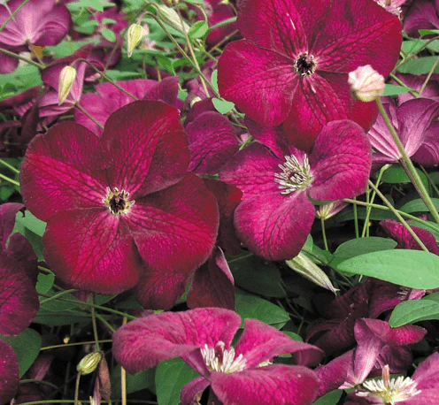 Clematis Viticella Rubra - Image 2