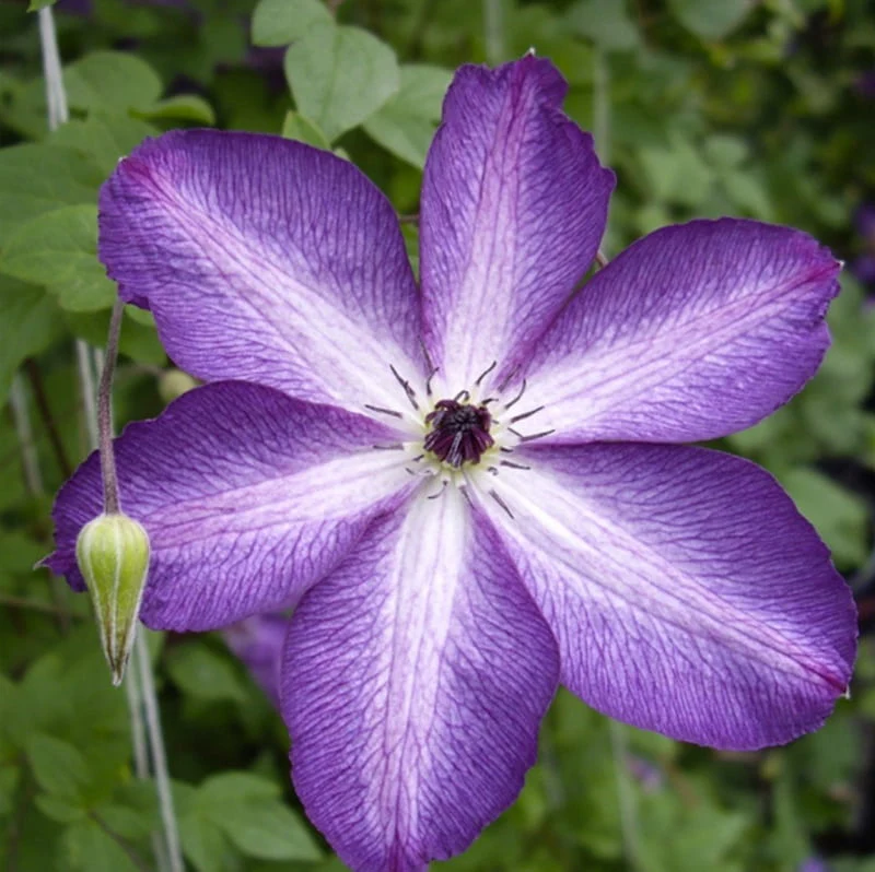 Clematis Viticella Venosa Violacea