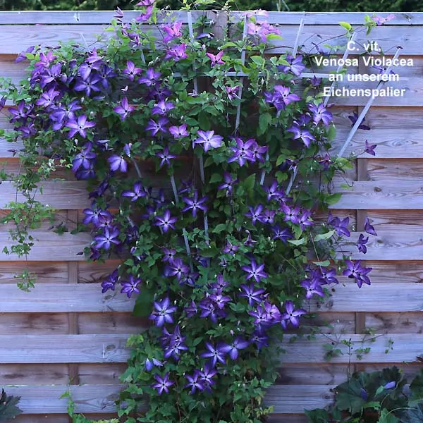 Clematis Viticella Venosa Violacea - Image 2