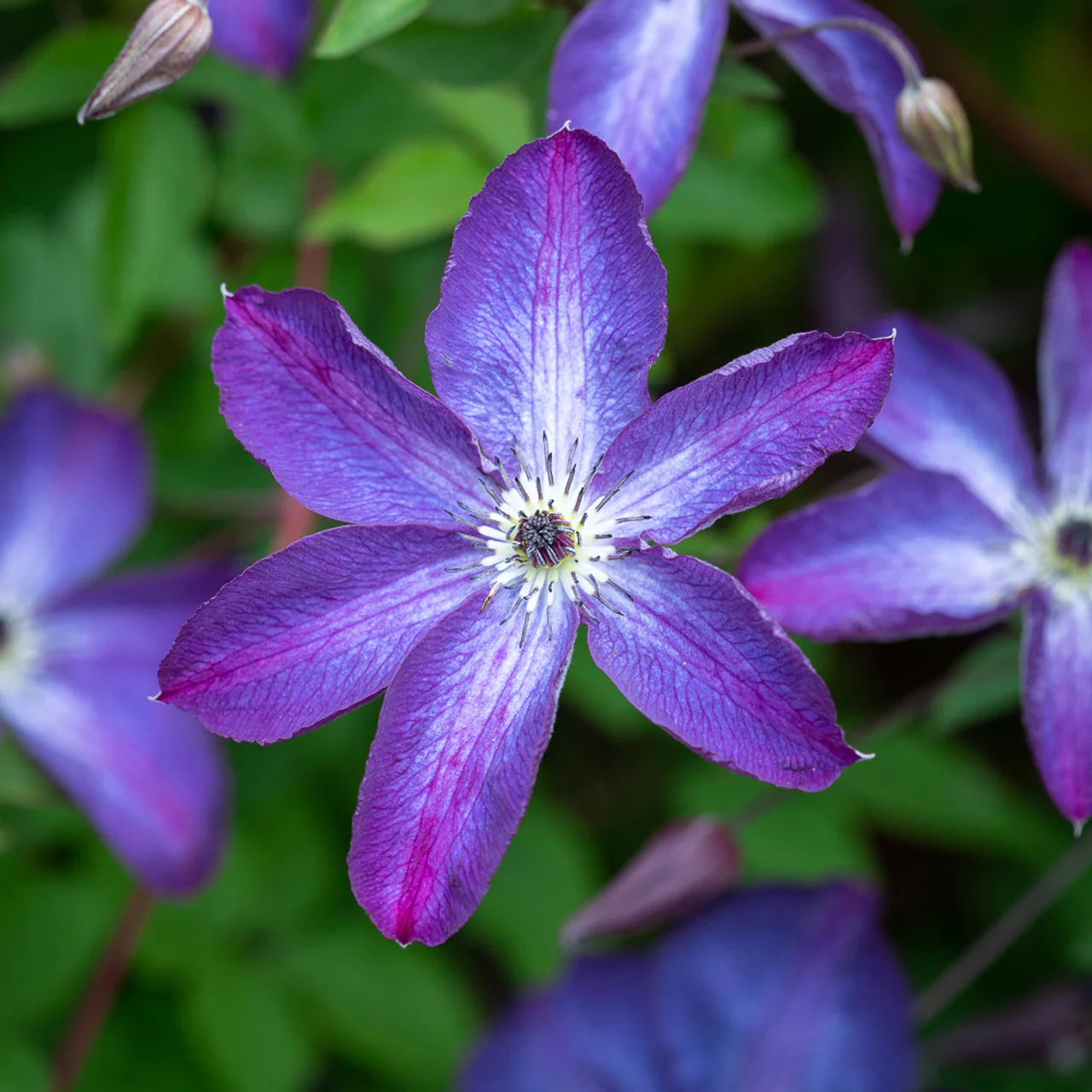Clematis Viticella Venosa Violacea - Image 3