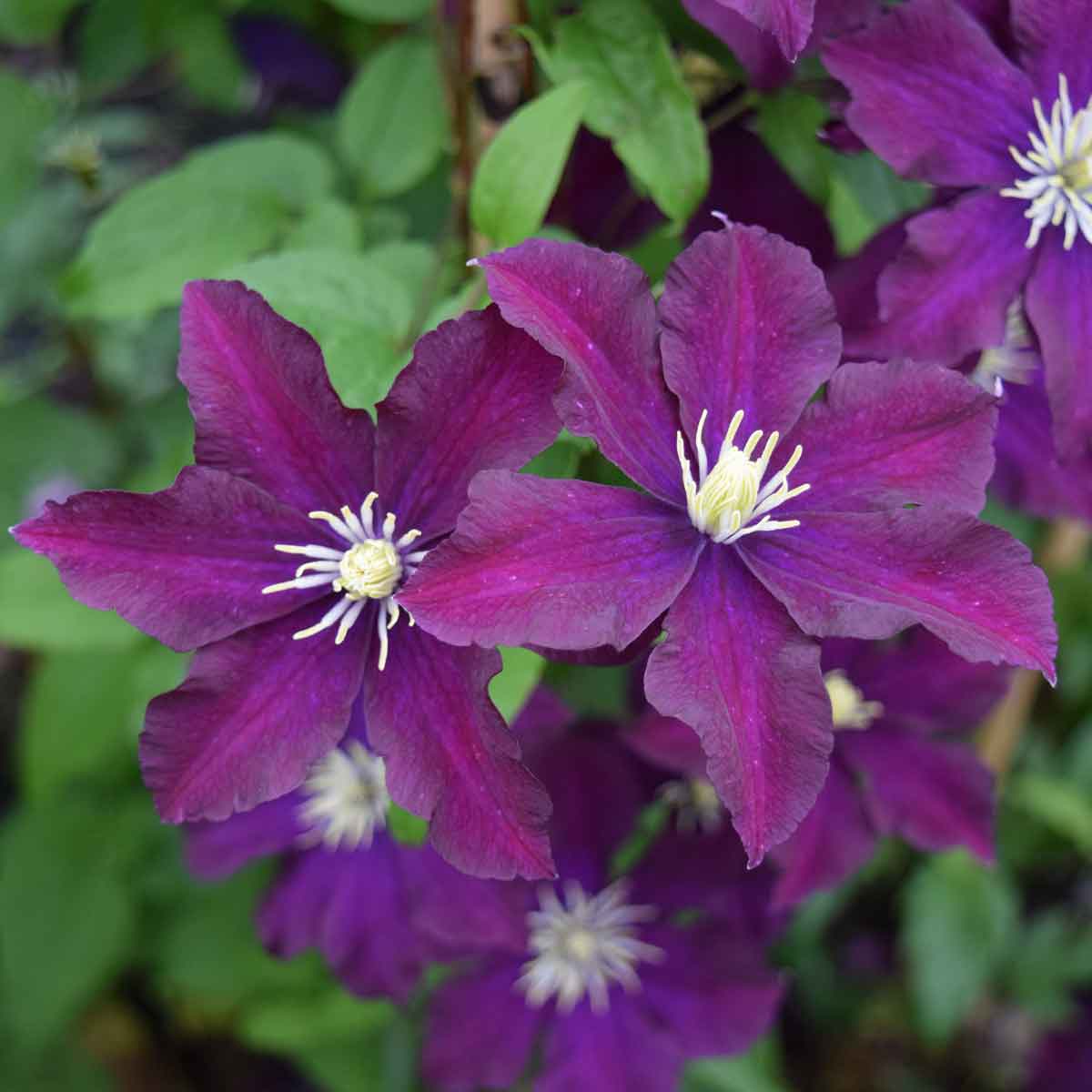 Clematis Warsaw Nike - Image 2