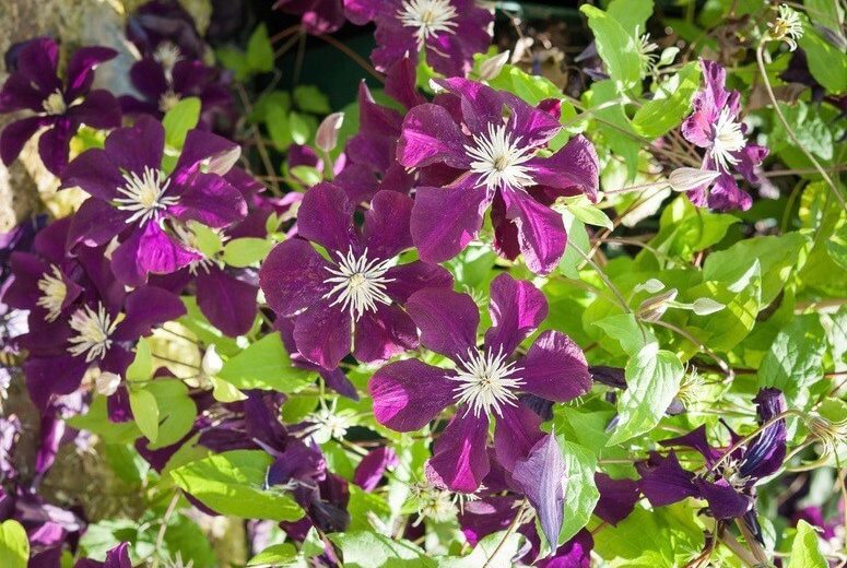 Clematis Warsaw Nike - Image 3