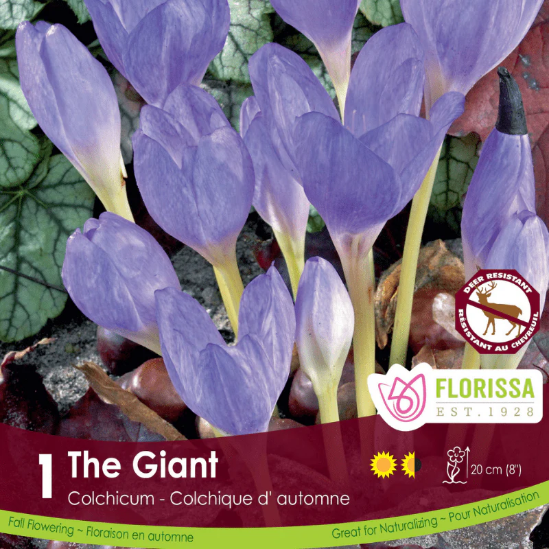 Colchicum - The Giant (Fall Flowering)