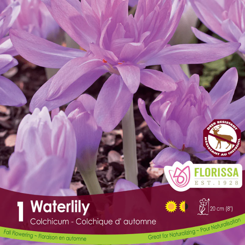 Colchicum - Waterlily (Fall Flowering)