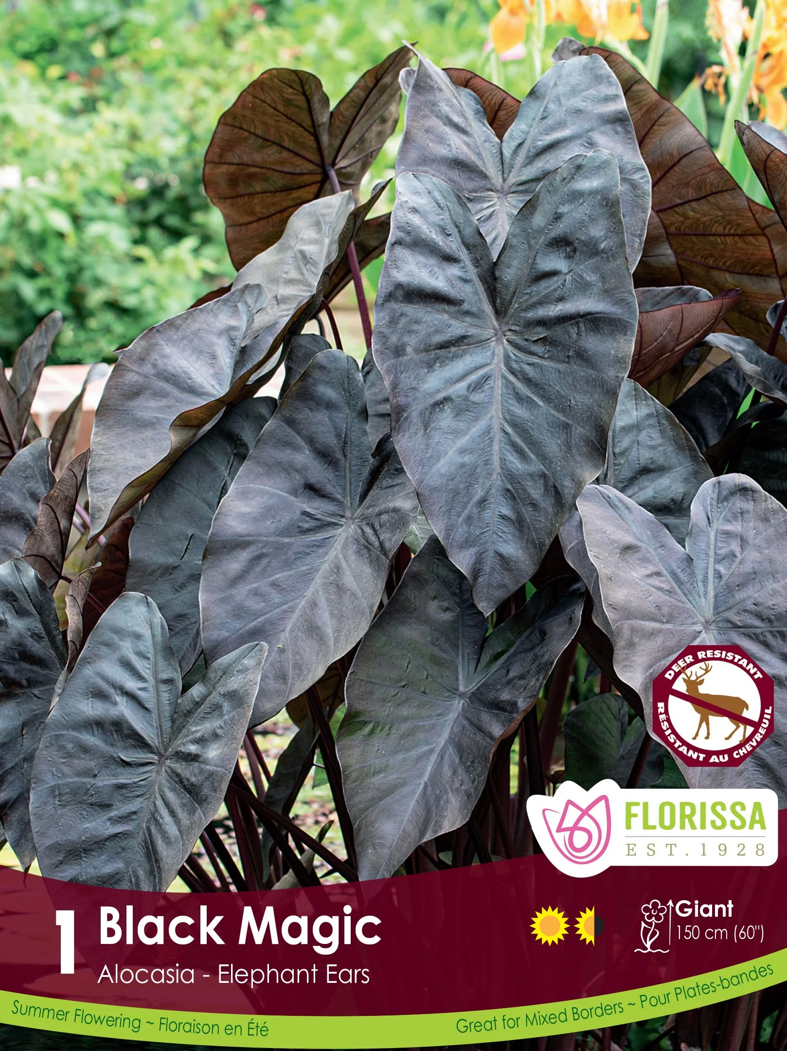 Colocasia - Black Magic