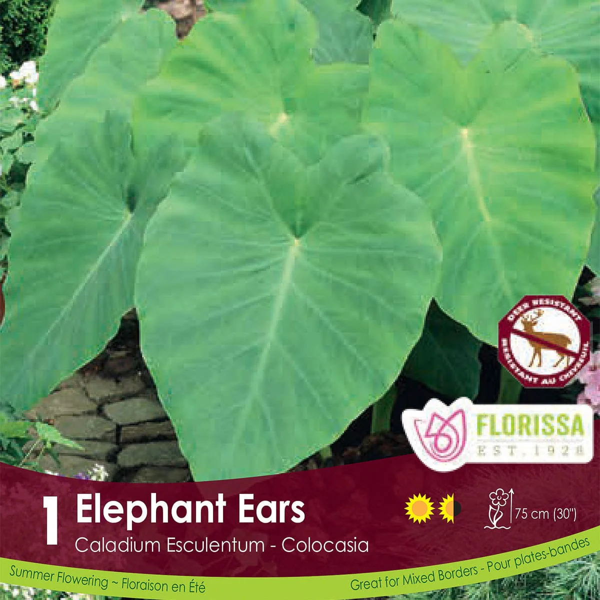 Colocasia - Elephant Ears