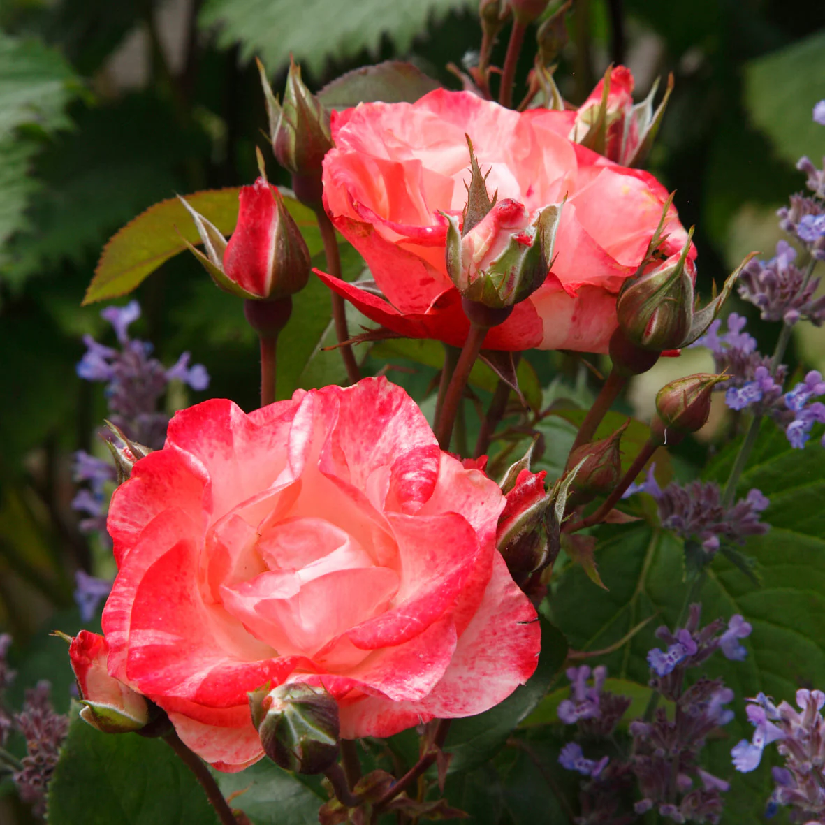 Color Splash™ - Kordes® Roses