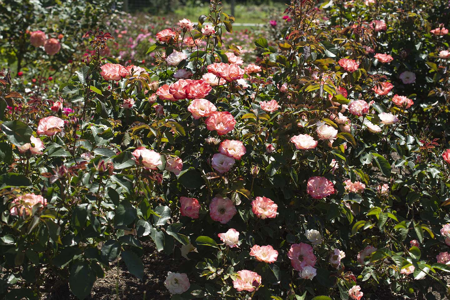 Color Splash™ - Kordes® Roses - Image 2