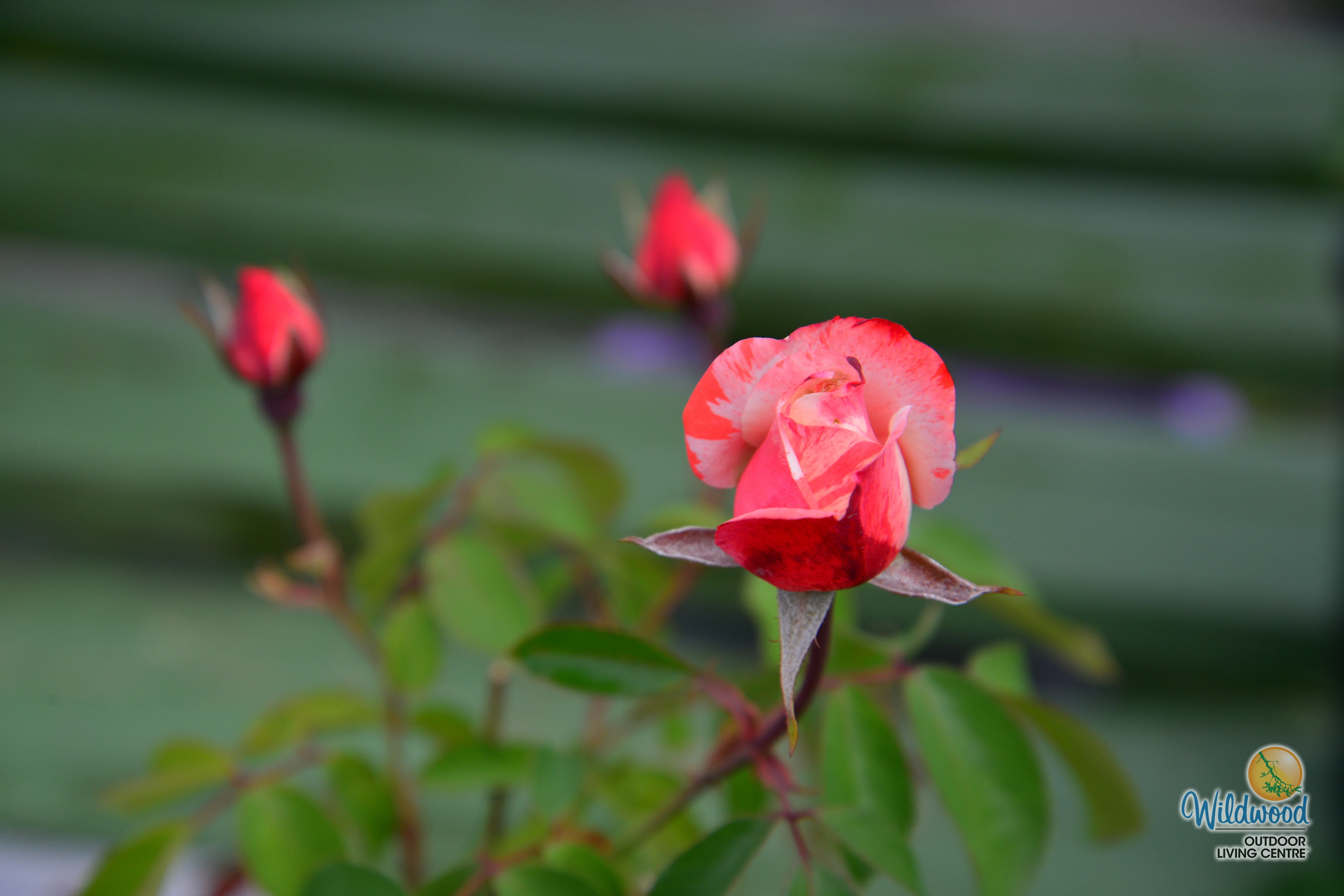 Color Splash™ - Kordes® Roses - Image 3