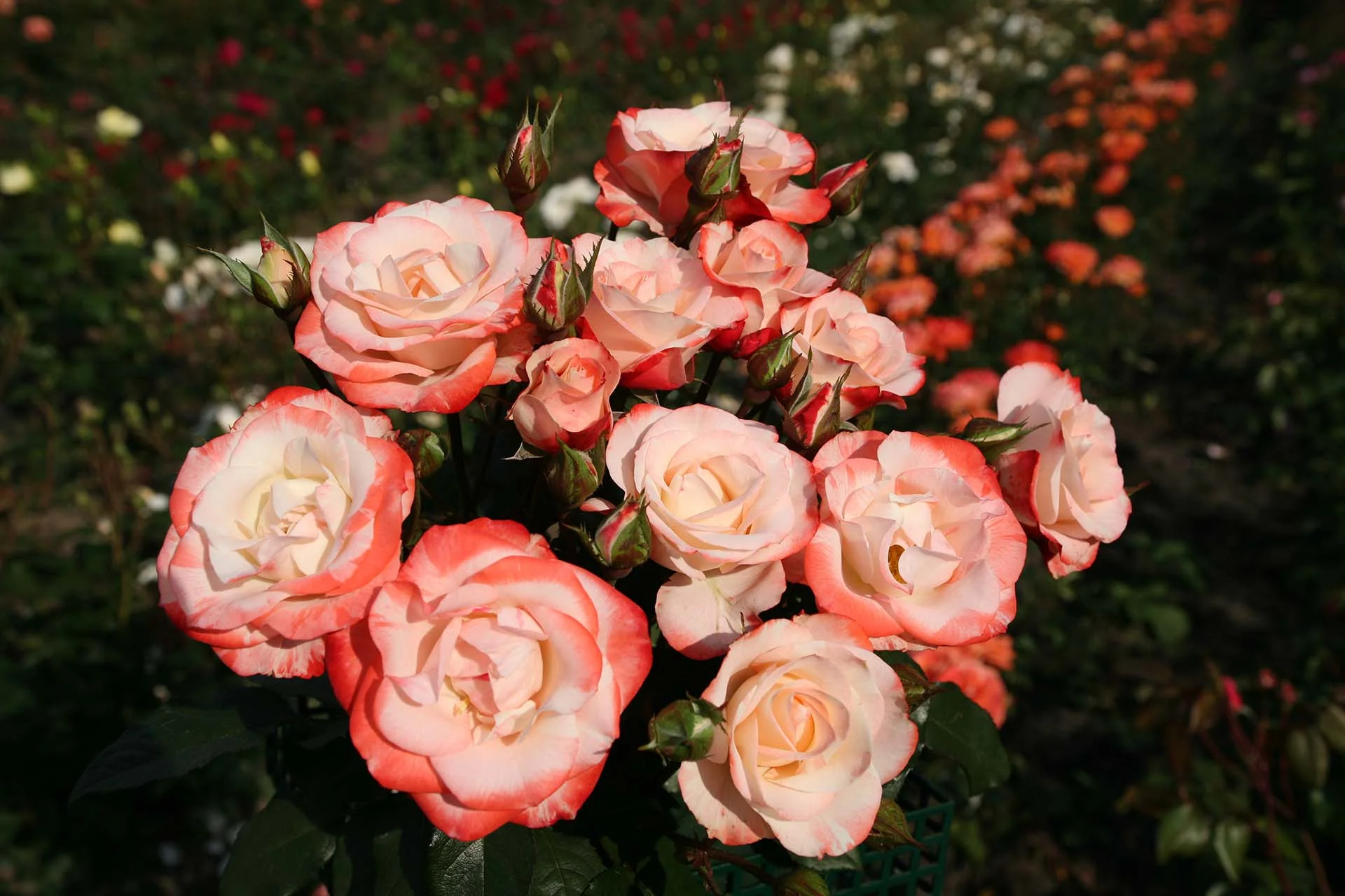 Color Splash™ - Kordes® Roses - Image 4
