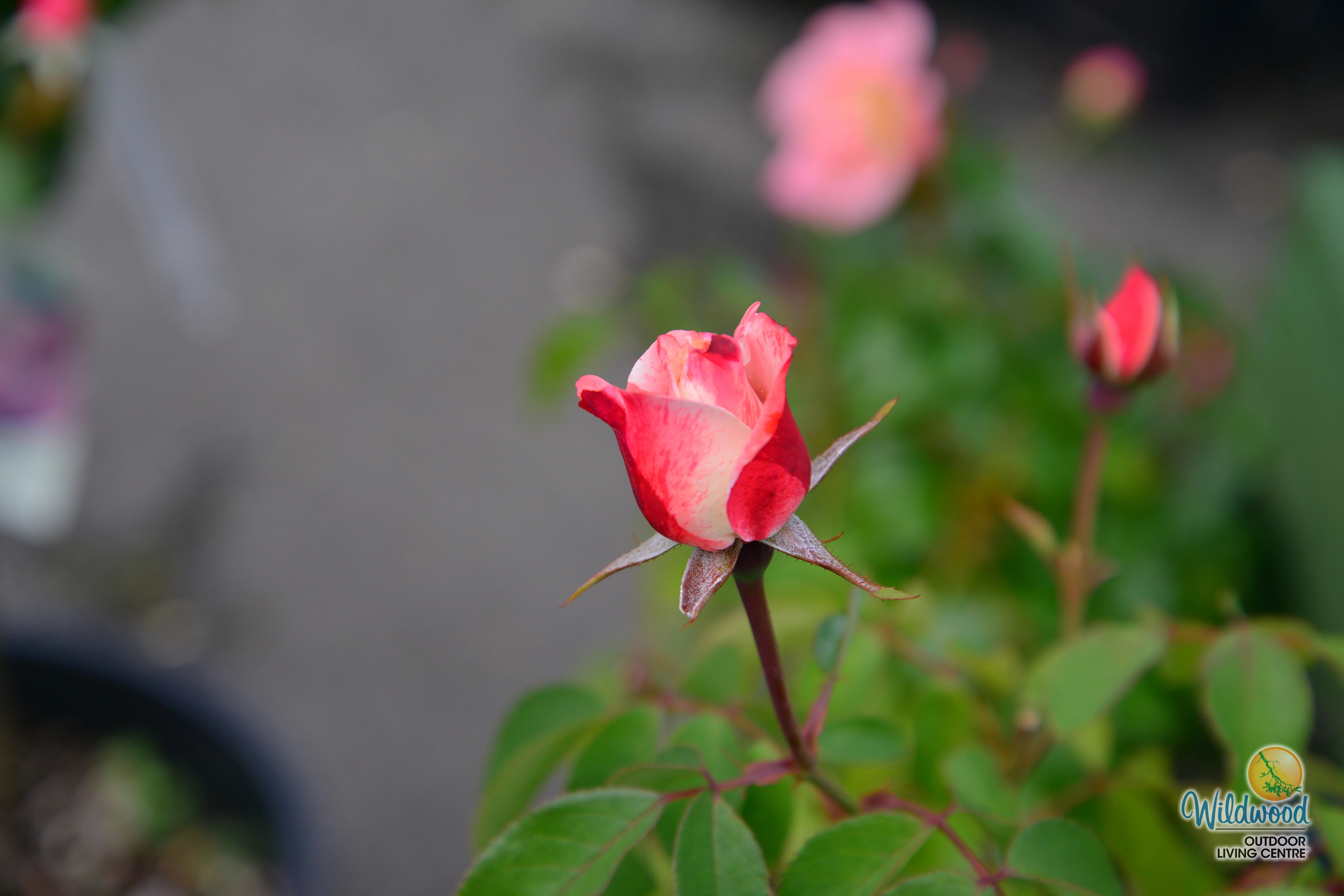 Color Splash™ - Kordes® Roses - Image 5