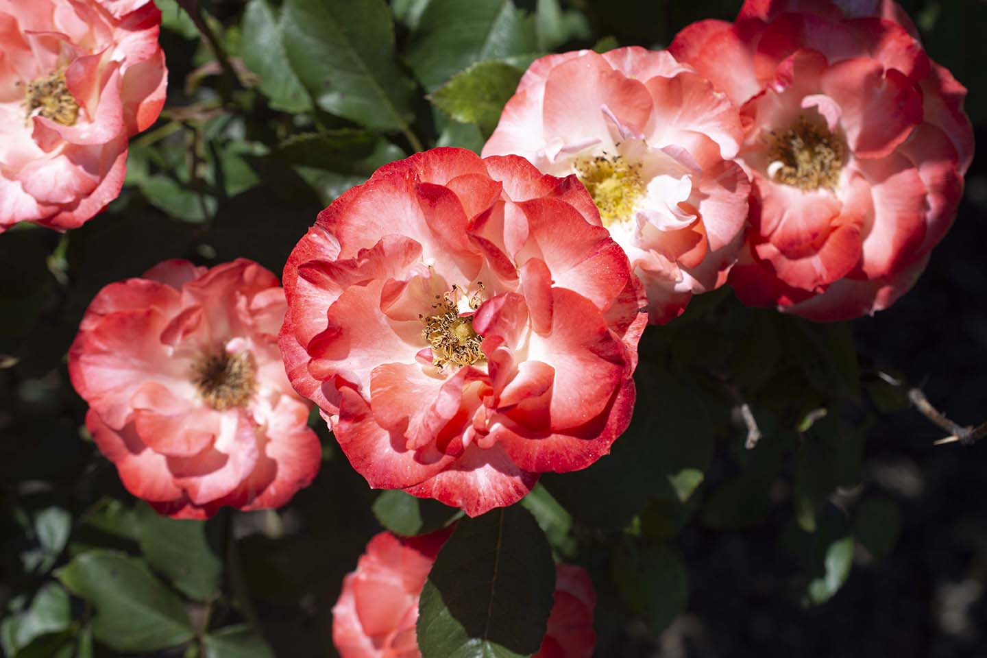 Color Splash™ - Kordes® Roses - Image 6