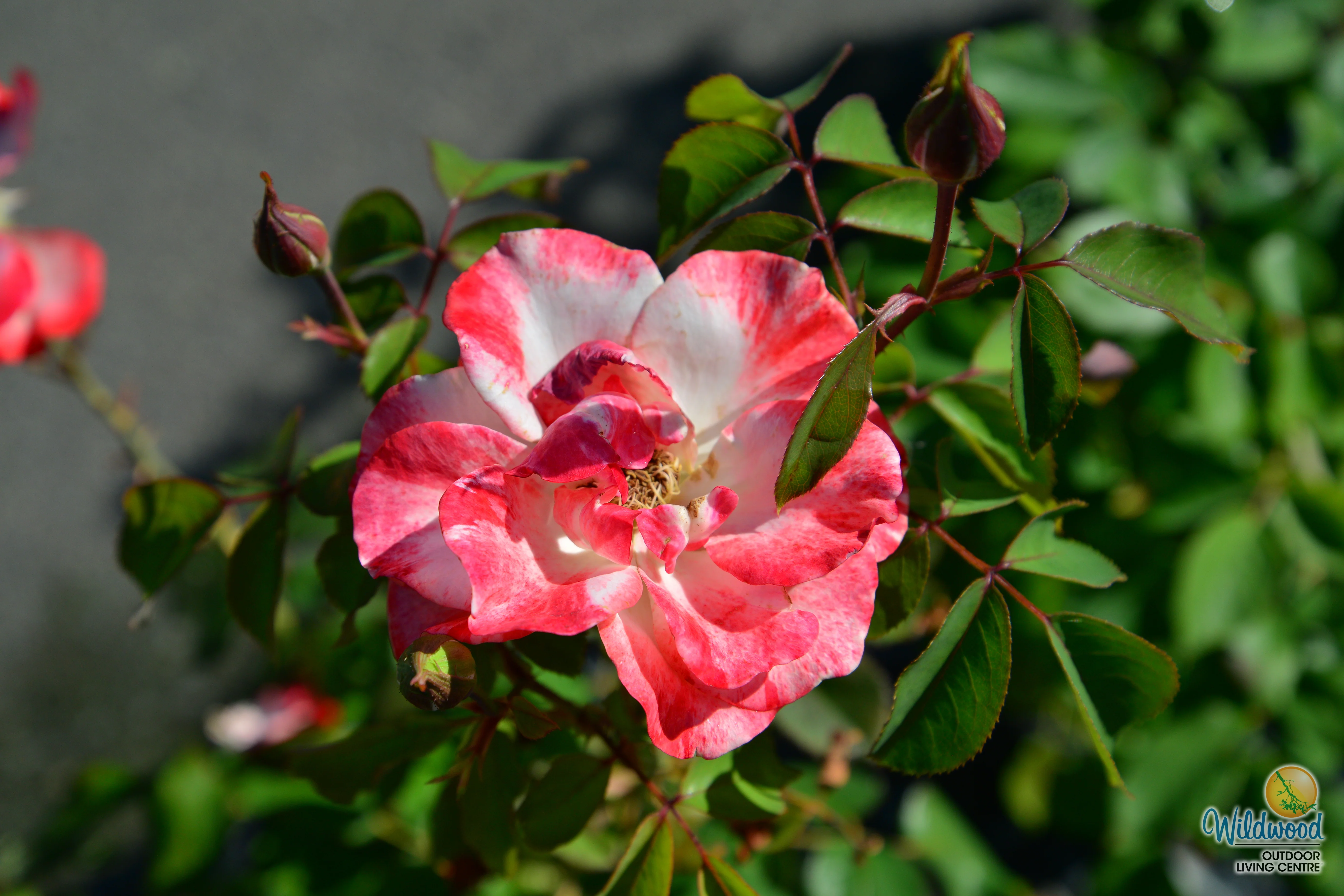 Color Splash™ - Kordes® Roses - Image 7