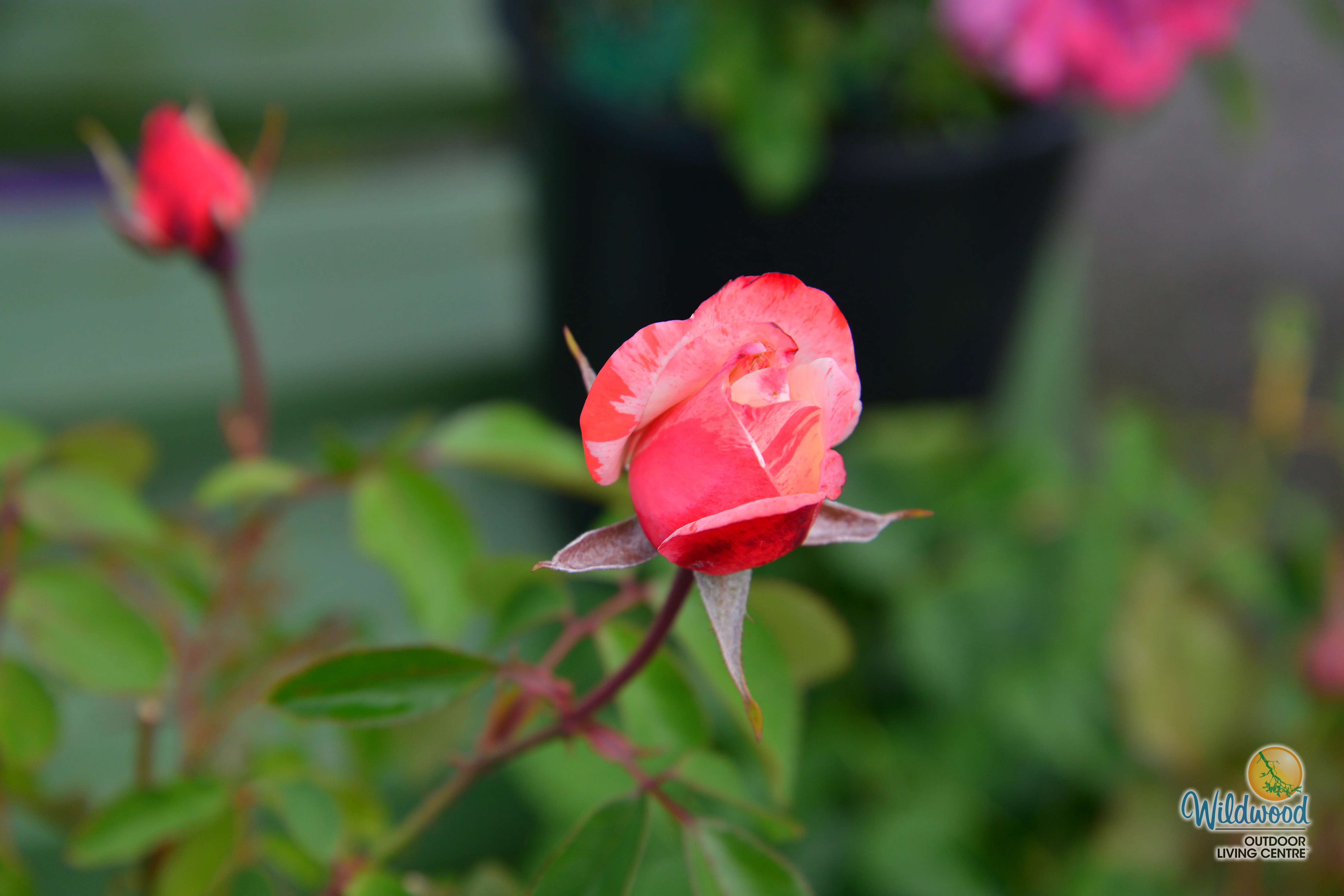 Color Splash™ - Kordes® Roses - Image 8