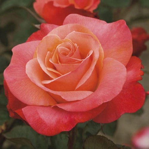 Colorific - Weeks Rose - Image 2