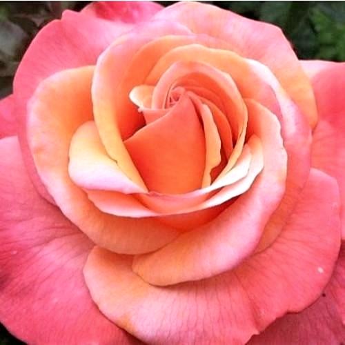 Colorific - Weeks Rose - Image 3