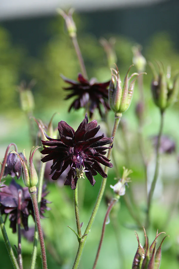 Columbine - Black Barlow, 1 Pack - Image 2