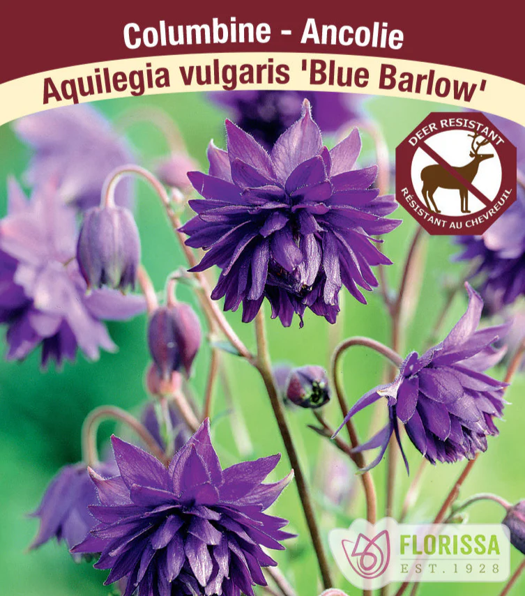 Columbine - Blue Barlow, 1 Pack