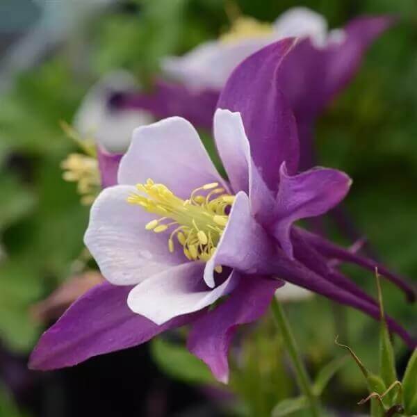 Columbine Earlybird Purple-White - Ontario Seed Company