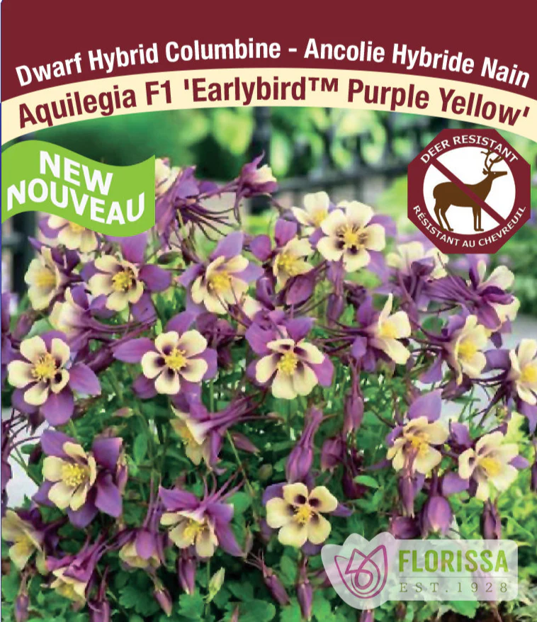 Columbine - F1 Earlybird Purple Yellow, 1 Pack