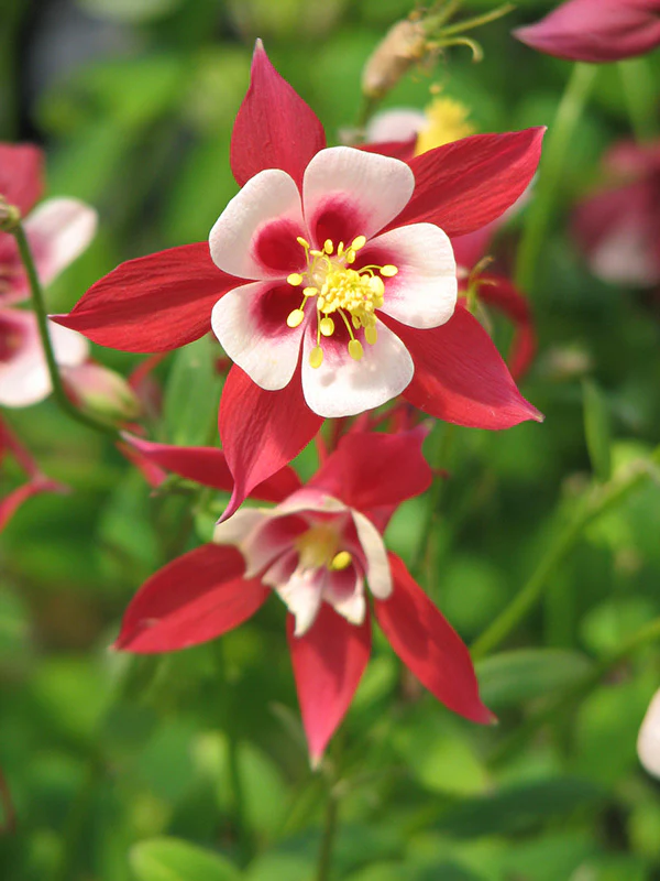 Columbine - Kirigami Red and White, 1 Pack - Image 2