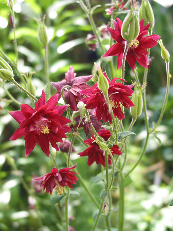 Columbine - Ruby Port, 1 Pack - Image 2