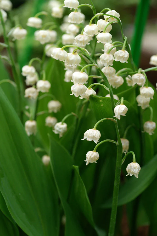 Convallaria Majalis, BONUS 10 Pack - Image 3