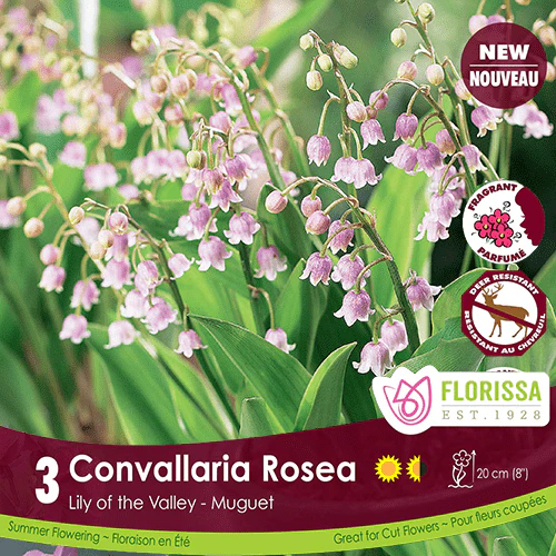 Convallaria Majalis Rosea, 3 Pack