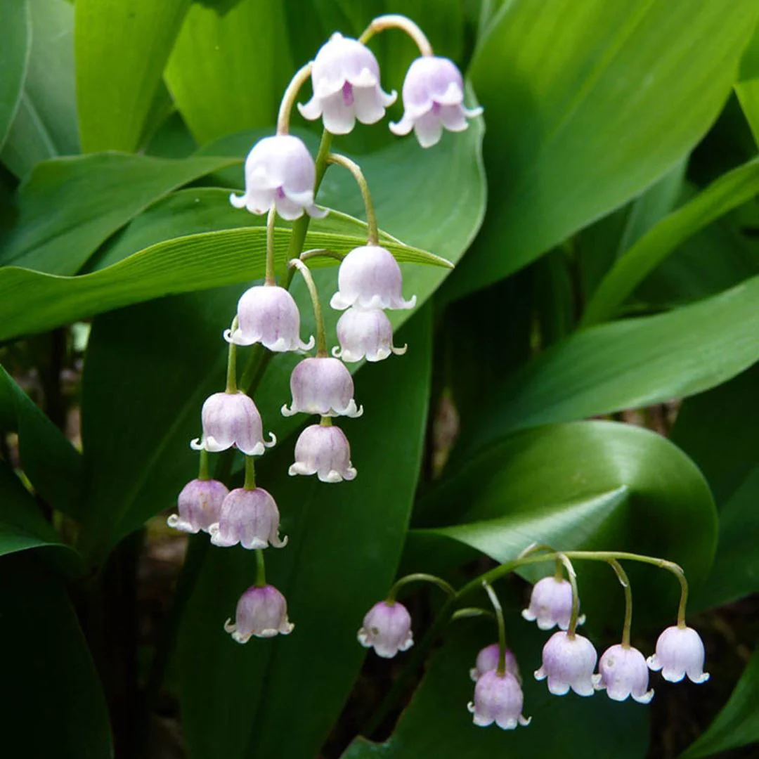 Convallaria Majalis Rosea, 3 Pack - Image 2