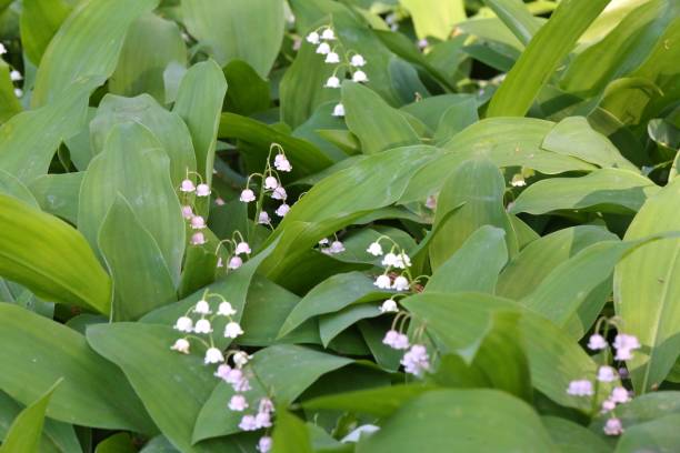 Convallaria - Pinker Bells, Colourful Companions 6 Pack - Image 2
